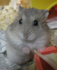 rima.bmp